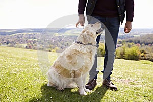 Close Up Of Golden Retriever On Walk In Countryside