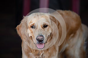 Close up on golden retriver labrador dog