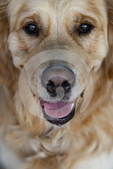 Close up on golden retriver labrador dog