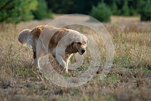 Close up on Golden Retriver Labrador in the grass