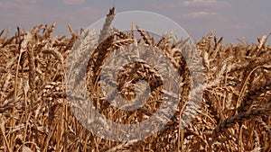 Close-up of golden ripe wheat in a field in summer. Agricultural culture.