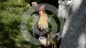 Close up of golden rooster crowing on traditional rural barnyard in the morning. Colorful long-tailed Phoenix cockerel crows