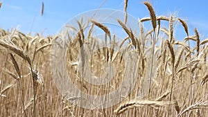 Close-up of golden rye or wheat swaying in the wind and the camera pans to the right to cover the view of the field