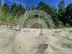Close up of golden sand dune with grass and green forest and blue ky background