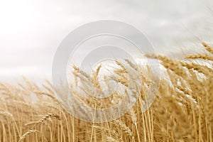 Close up golden spikelets of wheat in the field. Ripe large golden ears of wheat against the sky background of the field. The