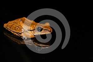 Close up golden tree frog on glass