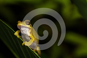 Close up golden tree frog on tree