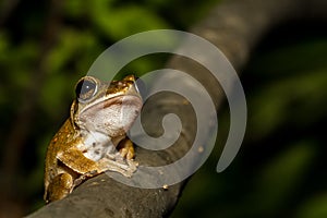 Close up golden tree frog on tree