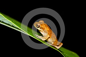 Close up golden tree frog on tree