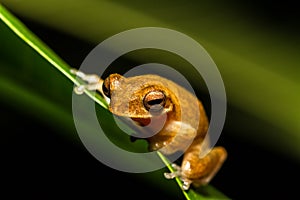 Close up golden tree frog on tree,selective focus