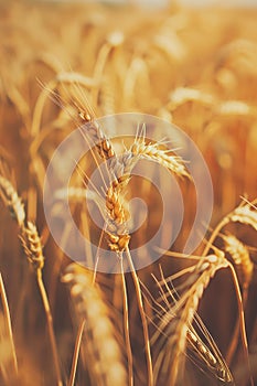 Close up golden wheat. Agricultural and nature concept