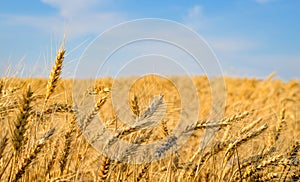 Close-up of golden wheat ears ready for harvest