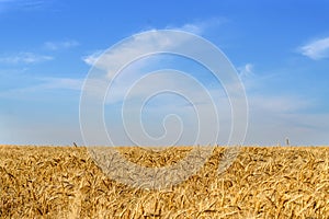 Close-up of golden wheat ears ready for harvest