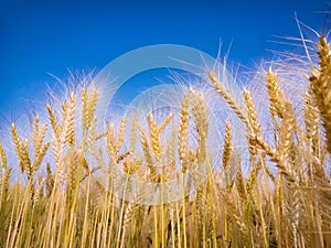 Close up of golden wheat field against clear blue sky