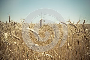 Close up of a golden wheat field