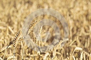 Close-Up of a Golden Wheat Field and Sunny Day. Background of Ripening Ears of Cereals Field