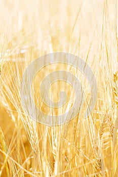 Close-Up of a Golden Wheat Field and Sunny Day. Background of Ripening Ears of Cereals Field