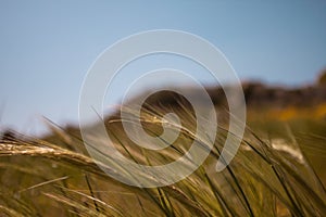 Close up of Golden Wheats bent by the Wind during Spring