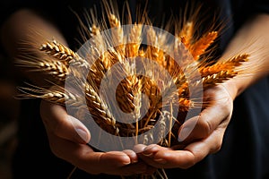 close up of golden wheats in hands