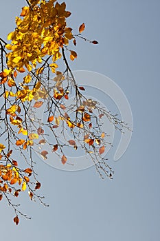 Close-up on the golden yellow leaves and branches of the European beech Fagus Sylvatica with blue sky background.