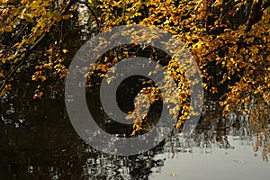 Close up on the golden yellow leaves and branches of the European beech Fagus Sylvatica reflecting on a lake surface.