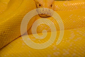 Close up golden yellow python. Danger snake