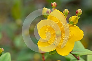 Goldencup St Johns wort hypericum patulum photo