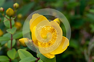 Goldencup St Johns wort hypericum patulum photo