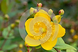 Goldencup St Johns wort hypericum patulum photo