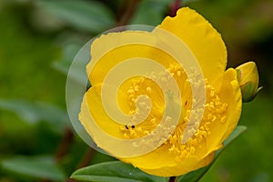 Goldencup St Johns wort hypericum patulum photo