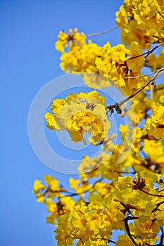 Close-up goled tree flower (yellow pui)