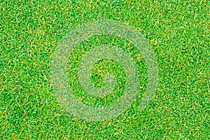 Close up of golf putting grass