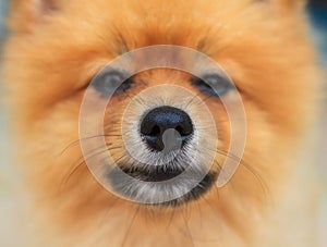 Close up good healthy nose of pomeranian dog