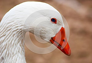 Close up of a goose