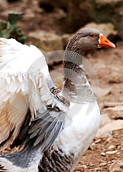 Close up of a goose