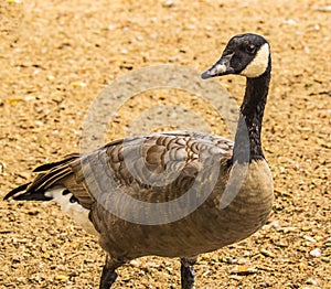 Close Up Of Goose