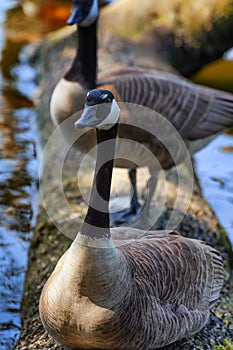 Close up of a goose sitting on a log at waters edge