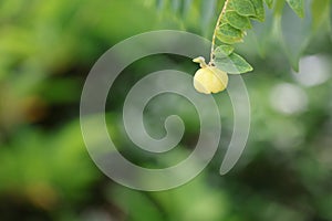 Close up gooseberry is a citrus fruit high in vitamin C, popularly grown in Asia, selective focus, blurred background.