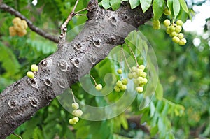 Star gooseberries photo