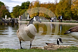 Close-up of a gooses (Canadian goose) near beautiful autumn lake