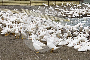 Close-up gooses in the poultry farm