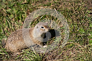 A close-up of a gopher in the mountains of the North Caucasus. Copy space.