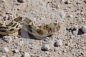 Close up of a Gopher Snake Sunning itself