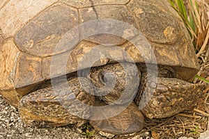 Close-up of a Gopher Tortoise