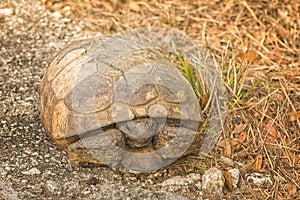 Gopher Tortoise Sitting on the side of Road