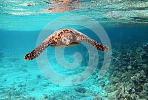 Close-up gorgeous curious sea turtle in Indian Ocean