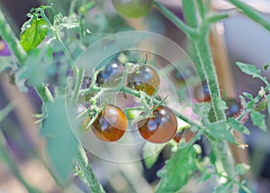 Close-up gorgeous Midnight Snack Tomato, an indigo-type cherry tomatoes purplish-brown, red centers color show healthy