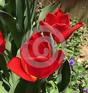 Close up of gorgeous red tulip