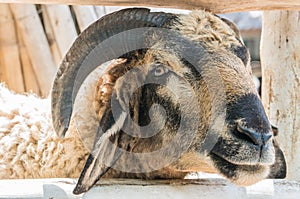 Close-up gorgeous sheep with horns, looking up portrait