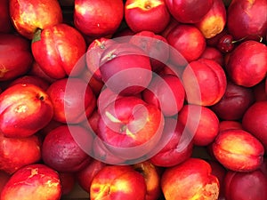 Close-up of Gorgeous Shiny Organic Nectarines, Bright Reds & Golds, at Farmer`s Market